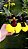 Oncidium Mulata Dancing  especie  ( PRE  ADULTA ) - Imagem 2