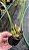 Maxillaria Tenufolia planta adulta POTE 7 - Imagem 2