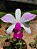 Violacia Semi Alba striata planta Muda - Imagem 1