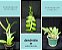 Kit com 3  Dendrobium anosmum, spectabile, lindley plantas aptas para floração - Imagem 2