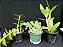 Kit com 3  Dendrobium anosmum, spectabile, lindley plantas aptas para floração - Imagem 3