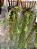 Orquidea Dichaea Pendula - Imagem 3