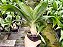 Catasetum Green Dragon e Catasetum Tupã (Cirrhaeides x Catasetum Denticulatum ) - Imagem 3