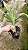 Catasetum Tupã ( cirrhaeoides x catasetum denticulatum ) - Imagem 3