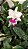 Cattleya walkeriana semi alba " PRISCILA DA FONSECA" adulta Lacre vermelho - Imagem 2