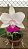 Cattleya walkeriana semi alba"Priscila da Fonseca " Lacre vermelho " T3 - Imagem 1