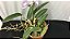 Cattleya Walkeriana  Coerulea " Marimbondo " meristema  planta adulta Lacre vermelho 00342541 - Imagem 4