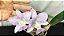 Cattleya Walkeriana  Coerulea " Marimbondo " meristema  planta adulta Lacre vermelho 00342541 - Imagem 2