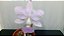 Cattleya walkeriana coerulea Carmem x Sereia Lacre AZUL - Imagem 1
