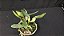 Cattleya walkeriana coerulea Carmem x Sereia Lacre AZUL - Imagem 3