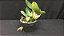 Cattleya walkeriana coerulea Carmem x Sereia Lacre AZUL - Imagem 2