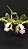Kit promocional Dendrobium lindleyi e cattleya schilleriana coerulea plantas adultas - Imagem 2
