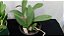 Kit promocional Dendrobium lindleyi e cattleya schilleriana coerulea plantas adultas - Imagem 6