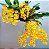 Kit promocional Dendrobium lindleyi e cattleya schilleriana coerulea plantas adultas - Imagem 1