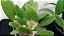 Kit promocional Dendrobium lindleyi e cattleya schilleriana coerulea plantas adultas - Imagem 5