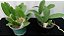 Kit promocional Dendrobium lindleyi e cattleya schilleriana coerulea plantas adultas - Imagem 4
