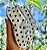 Moccs Joaninha - Imagem 7