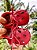 Moccs Gotinha - Imagem 4