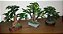 Mini bonsai - Imagem 2