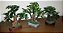 Mini bonsai - Imagem 1