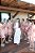 Robe com babados rosé - Imagem 4