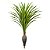 Dracena Garrafa Real Toque x37 verde creme 1,2M - Imagem 1