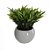 Vaso Decorativo Podocarpus Verde 13cm - Imagem 1