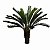 Palmeira Cycas x24 1,2m Planta Permanente - Imagem 1