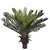 Palmeira Cycas x28 Planta Permanente 60cm - Imagem 1