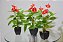 Planta Permanente Antúrio 42cm  3 Folhas c/ pote (PREÇO DA UNIDADE) - Imagem 1