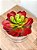 Suculenta Verde com Vermelho 20cm (apenas a planta) - Imagem 2