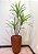 Palmeira Dracena Real Toque x51 1,4m (Verde Creme) - Imagem 1