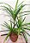 Palmeira Dracena Real Toque x51 1,4m (Verde Creme) - Imagem 2
