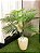 Palmeira Areca Real Toque x15 90cm - Imagem 2
