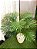 Palmeira Areca Real Toque x15 90cm - Imagem 1