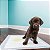 Tapete Higiênico Para Pet Good Pad Slim 60cm x 60cm 7 Unidades Cães - Imagem 5