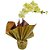 Orquidea Phalaenópsis Amarela Presente - Imagem 1