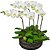 Sofisticadas Jardim orquideas phalaenopsis branca - Imagem 1