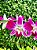 Orquídea Denphal - Imagem 2