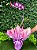 Orquídea Denphal - Imagem 1
