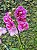 Mini Orquídea Phalaenopsis lilás Love com lindt - Imagem 2