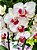 Mini orquídeas phalaenopsis semi alba Decorada - Imagem 1