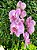 orquídea phalaenopsis reta lilás 2 hastes - Imagem 2