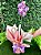 orquídea phalaenopsis reta lilás 2 hastes - Imagem 1