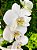 Orquídea phalaenopsis branca de 2 hastes - Imagem 3