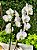 Orquídea phalaenopsis branca de 2 hastes - Imagem 2
