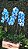 LUXUOSA ORQUÍDEA AZUL NO CACHEPOT - Imagem 2