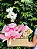Luxuosa Orquídea Phalaenopsis Branca com Pelúcia & Chocolate - Imagem 1