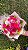 Buquê Rosas Pink e Margaridas - Imagem 2