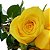 Delicado Buque de 6 Rosas Amarelas Ouro - Imagem 2